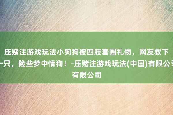 压赌注游戏玩法小狗狗被四肢套圈礼物，网友救下一只，险些梦中情狗！-压赌注游戏玩法(中国)有限公司